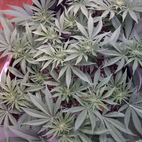 Blue #1 growlog timeline photo