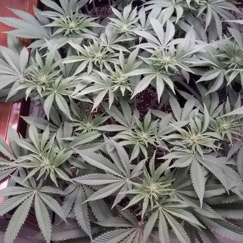 Blue #1 growlog timeline photo