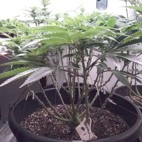 Blue #1 growlog timeline photo
