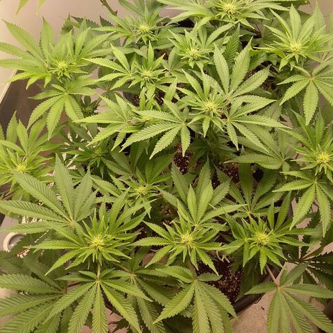 Blue #1 growlog timeline photo