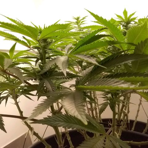 Blue #1 growlog timeline photo