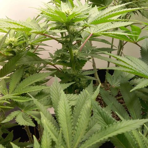 Blue #1 growlog timeline photo