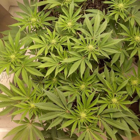 Blue #1 growlog timeline photo