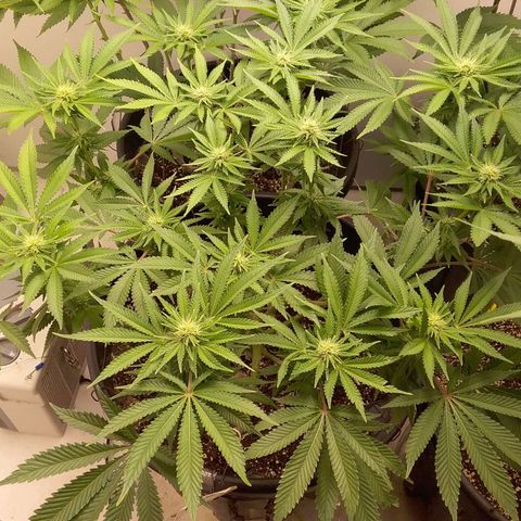 Blue #1 growlog photo: Did some light defoliation 