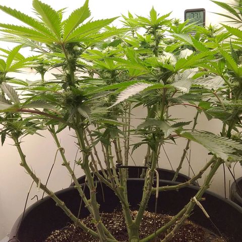 Blue #1 growlog timeline photo