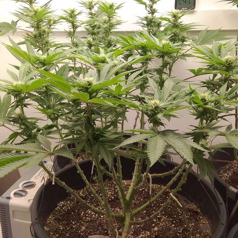 Blue #1 growlog timeline photo