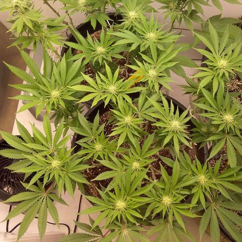 Blue #1 growlog timeline photo