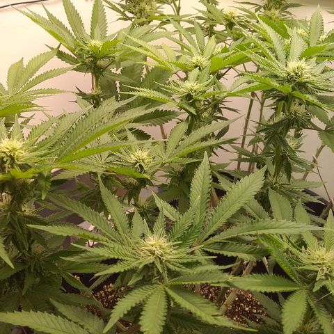 Blue #1 growlog timeline photo