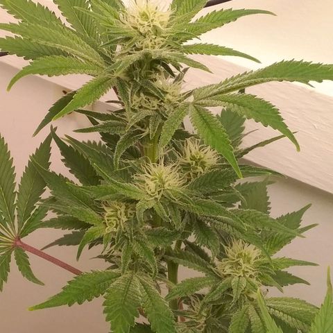Blue #1 growlog timeline photo