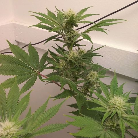 Blue #1 growlog timeline photo