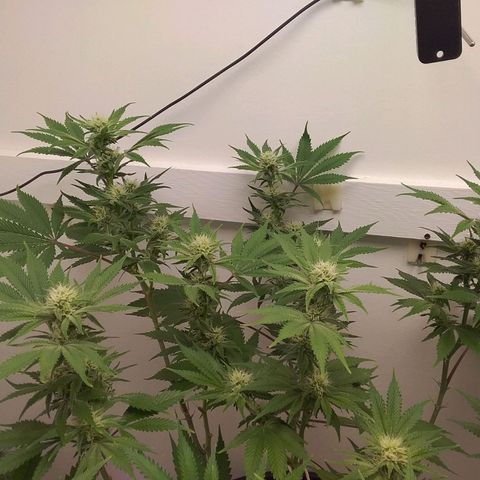 Blue #1 growlog timeline photo
