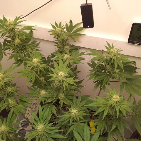 Blue #1 growlog timeline photo