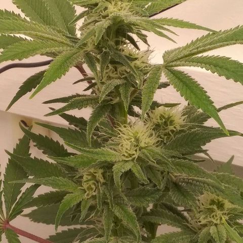 Blue #1 growlog timeline photo