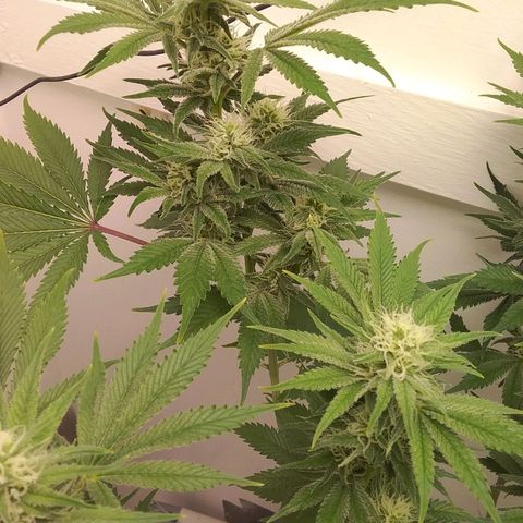 Blue #1 growlog timeline photo