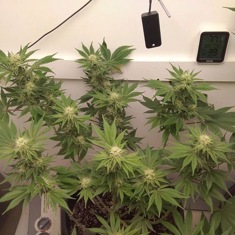 Blue #1 growlog timeline photo
