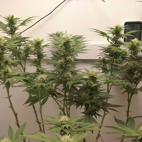Blue #1 growlog timeline photo