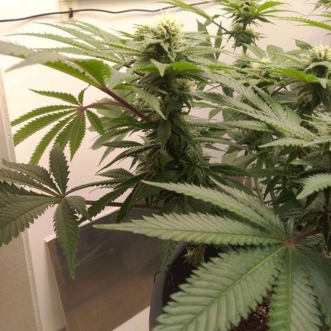 Blue #1 growlog timeline photo