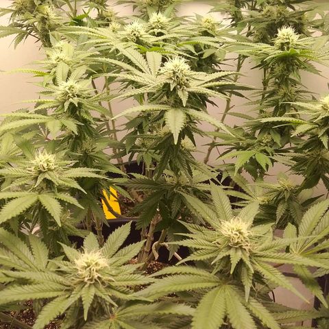 Blue #1 growlog timeline photo