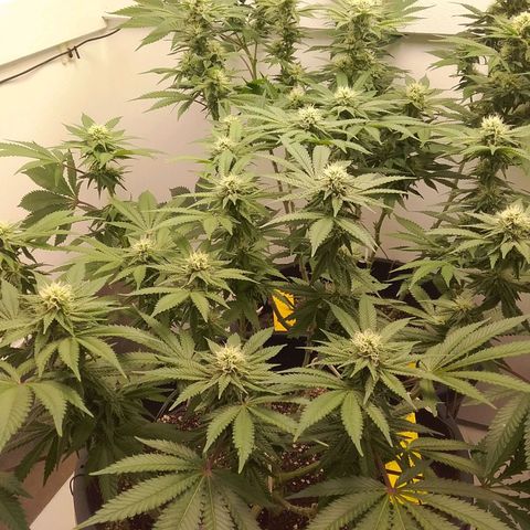 Blue #1 growlog timeline photo