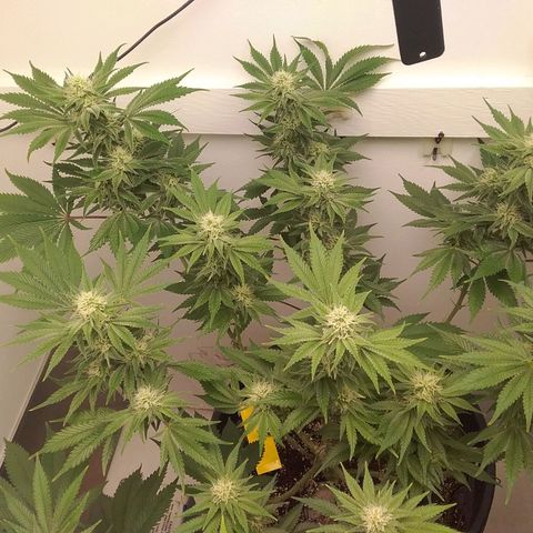 Blue #1 growlog photo: Minor pruning 