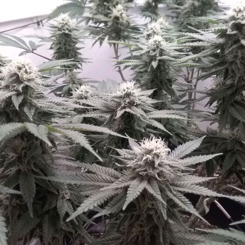 Blue #1 growlog timeline photo