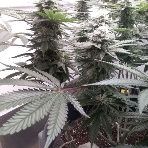 Blue #1 growlog timeline photo