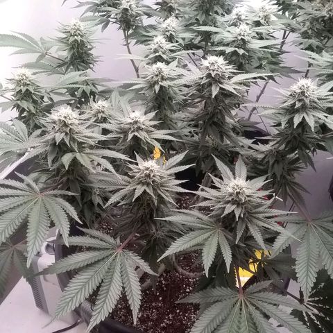Blue #1 growlog timeline photo
