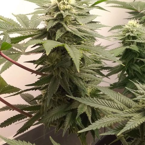 Blue #1 growlog timeline photo
