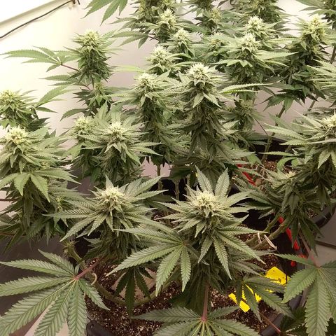 Blue #1 growlog timeline photo