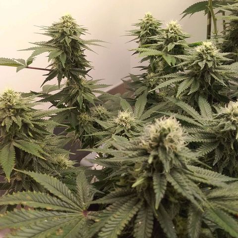 Blue #1 growlog timeline photo