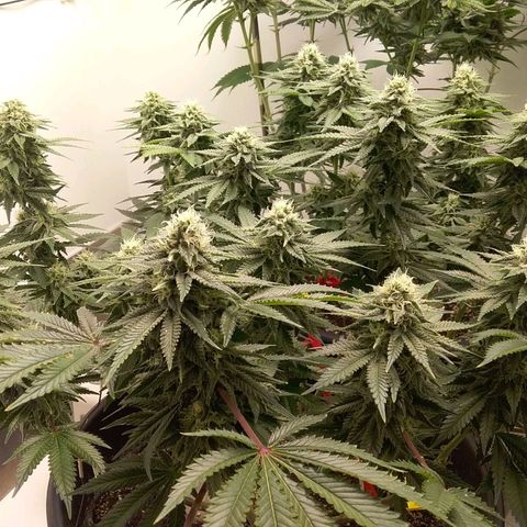 Blue #1 growlog timeline photo