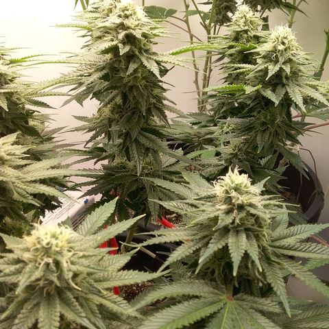 Blue #1 growlog timeline photo