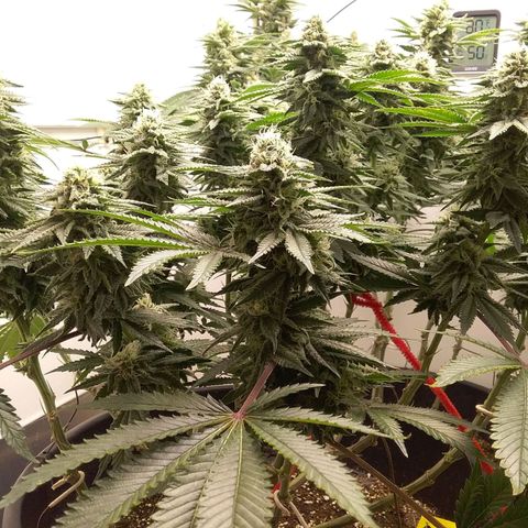 Blue #1 growlog timeline photo