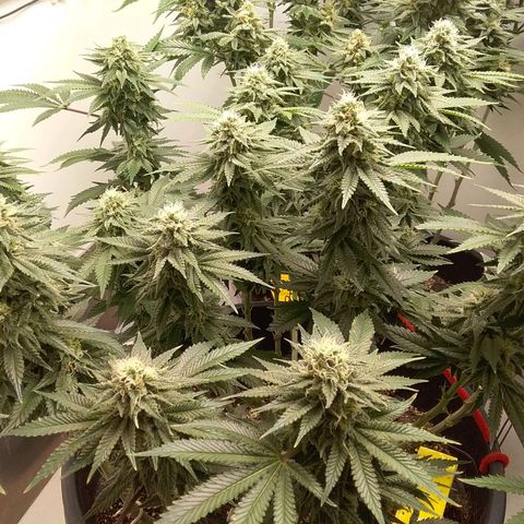 Blue #1 growlog timeline photo