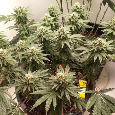 Blue #1 growlog timeline photo