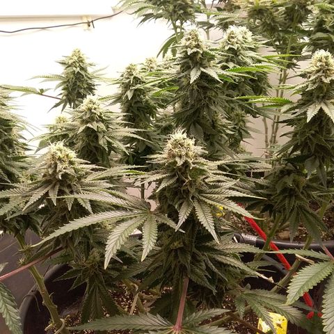 Blue #1 growlog timeline photo
