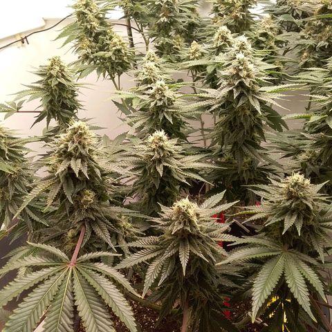 Blue #1 growlog timeline photo