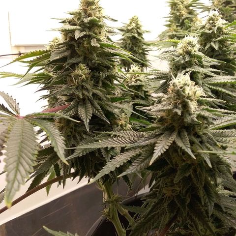 Blue #1 growlog timeline photo