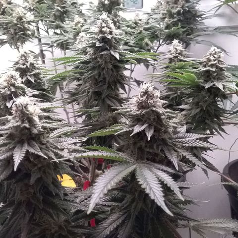 Blue #1 growlog timeline photo