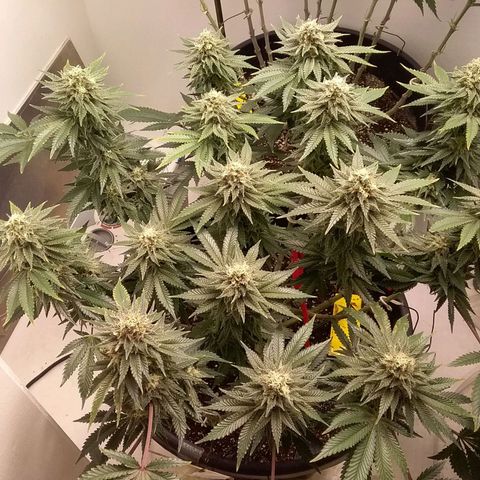 Blue #1 growlog timeline photo