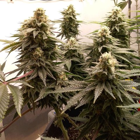 Blue #1 growlog timeline photo