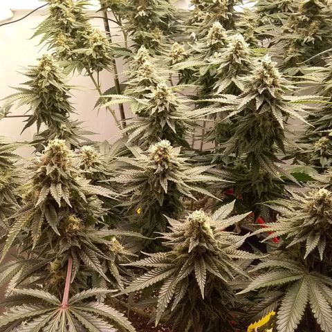 Blue #1 growlog timeline photo