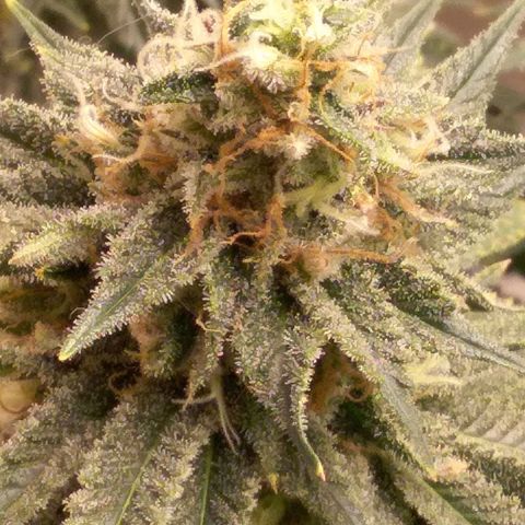 Blue #1 growlog timeline photo