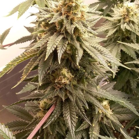 Blue #1 growlog timeline photo