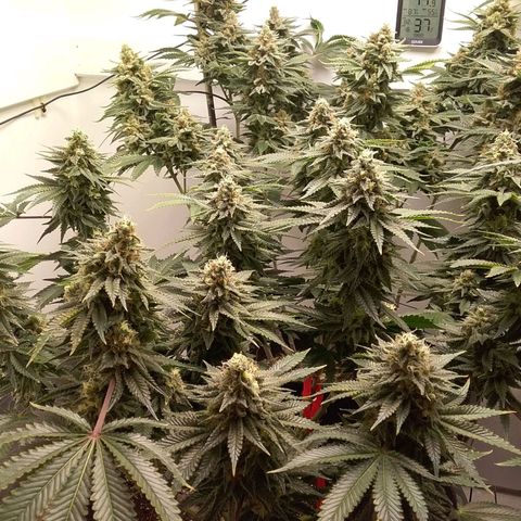 Blue #1 growlog timeline photo