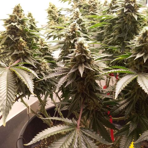 Blue #1 growlog timeline photo