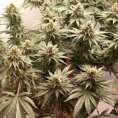 Blue #1 growlog timeline photo