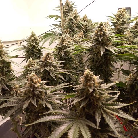 Blue #1 growlog timeline photo