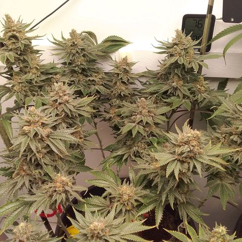 Blue #1 growlog timeline photo
