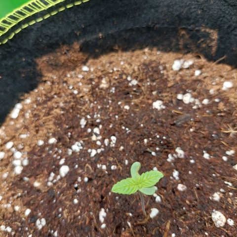 Royal Cookies growlog timeline photo